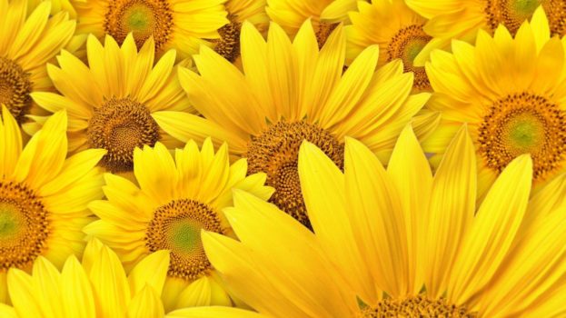 خلفيات عباد الشمس Sunflowers HD Desktop Wallpaper - صور ورد وزهور Rose Flower images